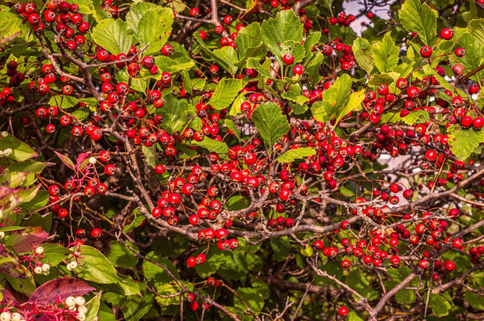 Red Berries Shrub