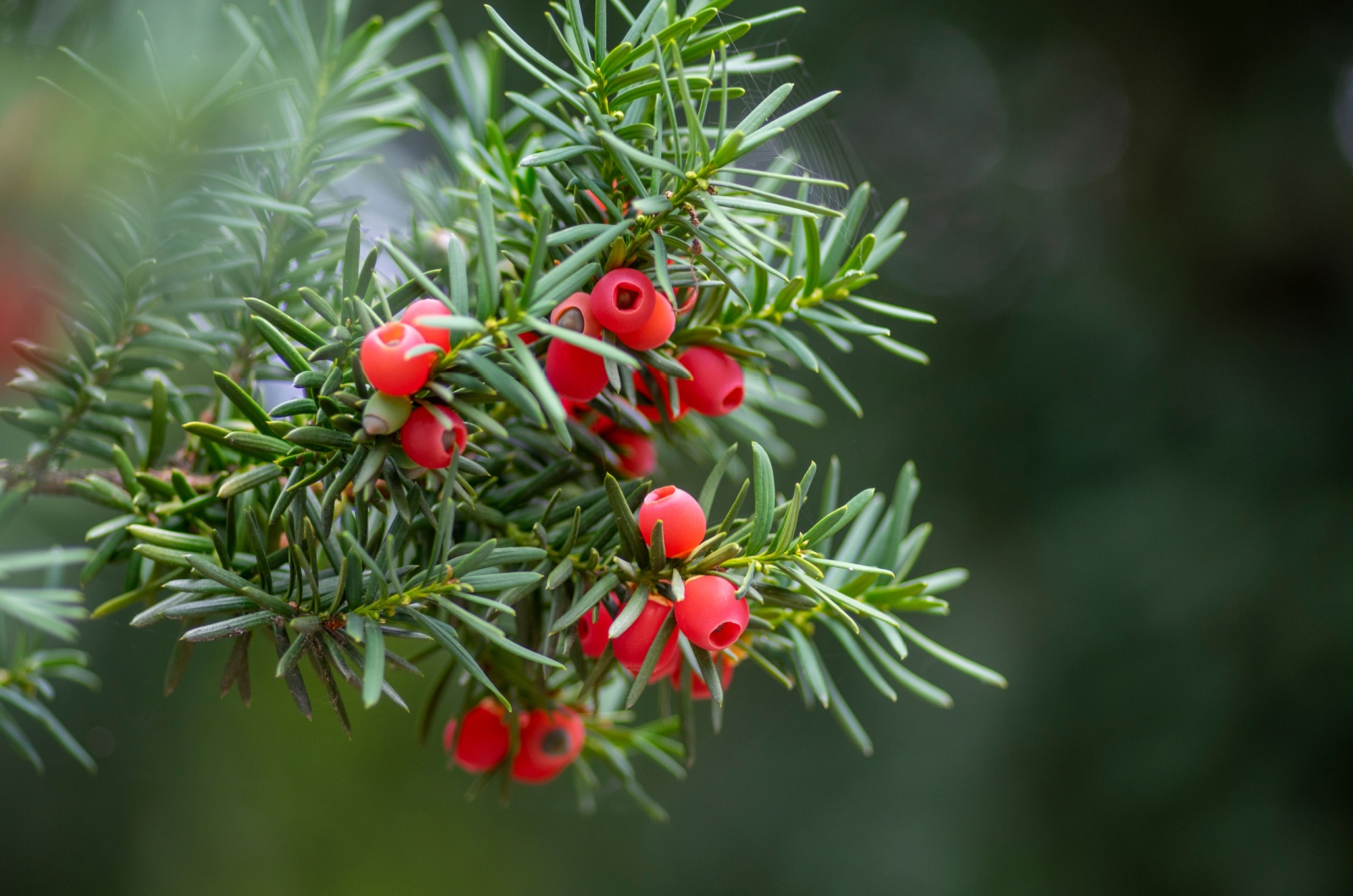 Red Berries