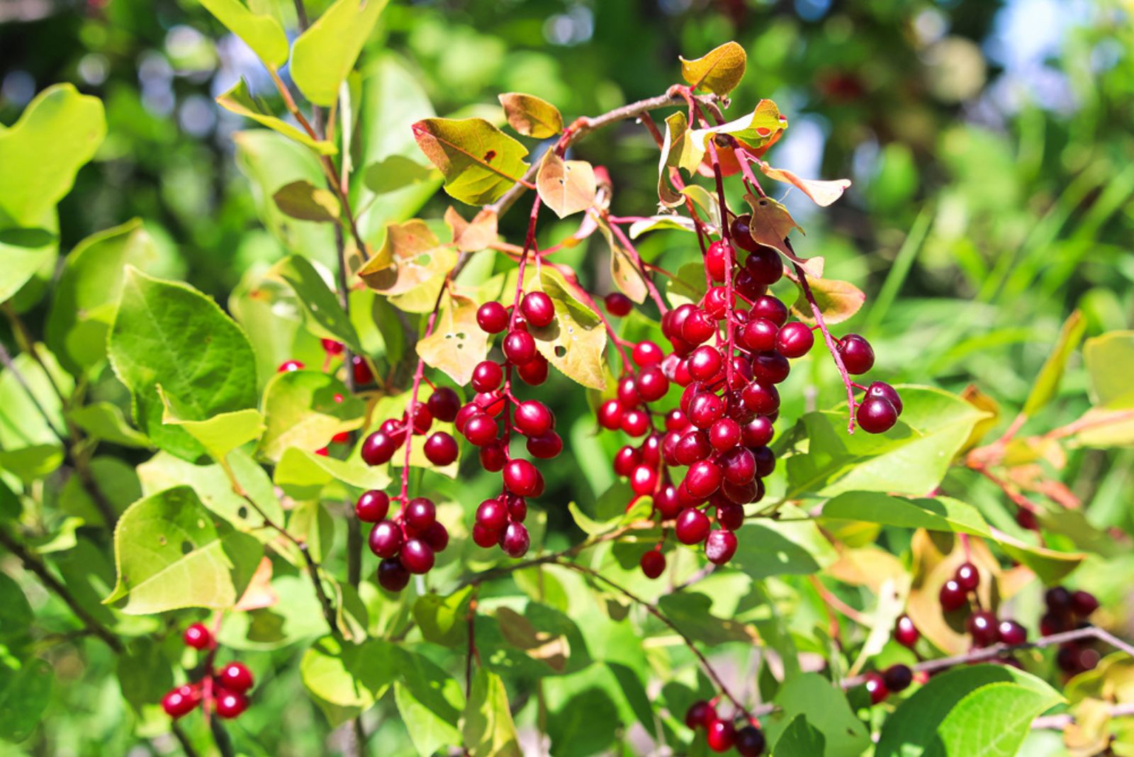 Red Chokecherry