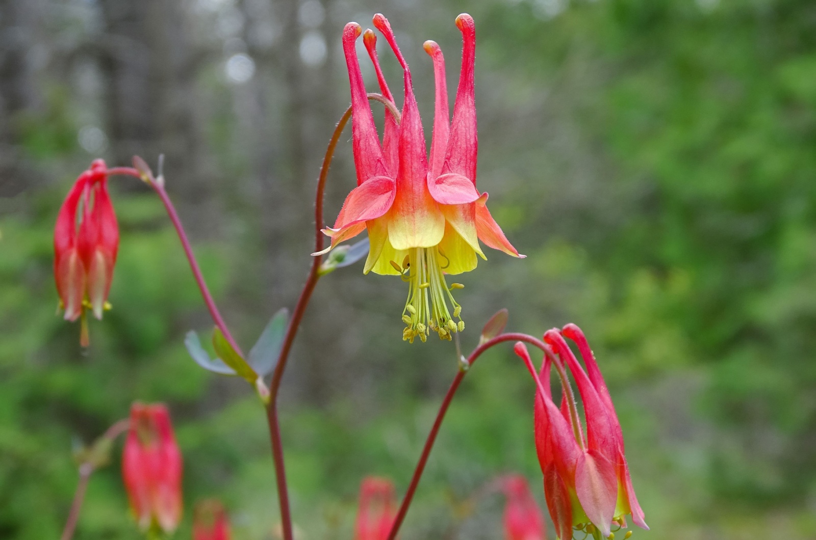 Red Columbine