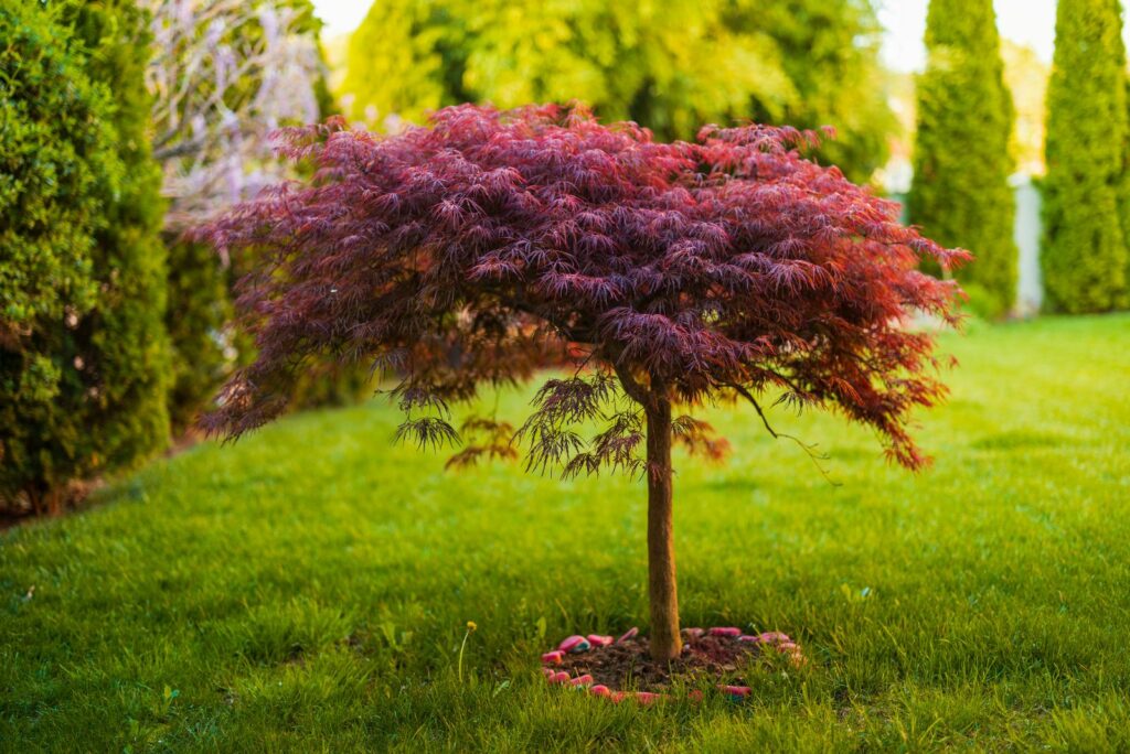 Red Japanese Maple