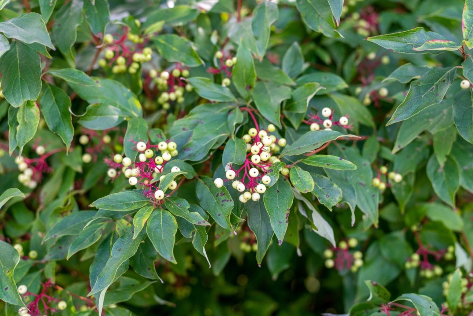 Red-Osier Dogwood