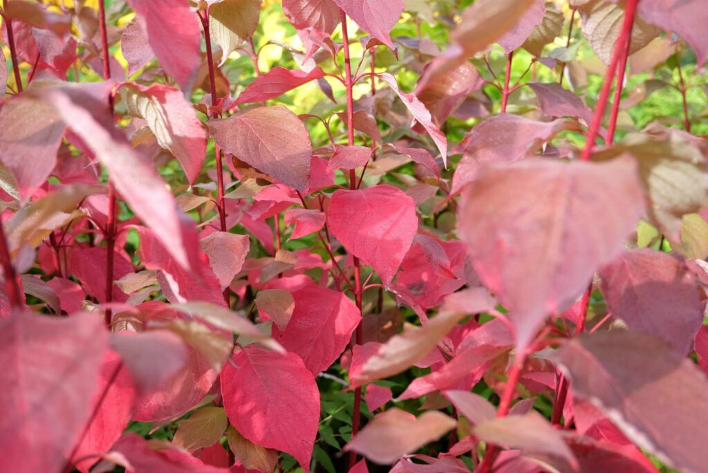 Red-Twig Dogwood