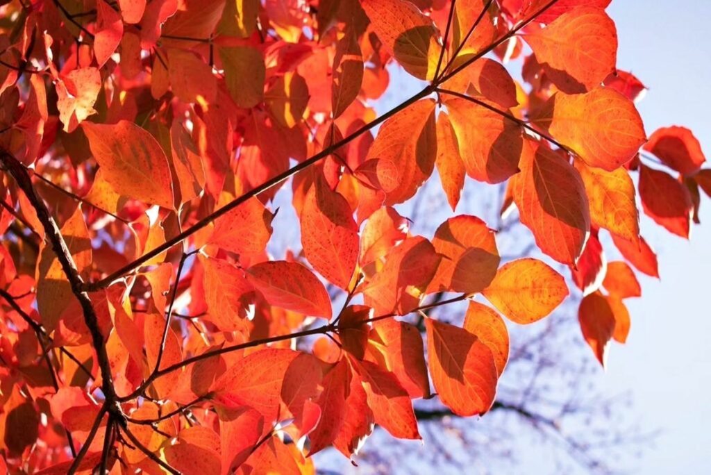 Red-Twig Dogwood