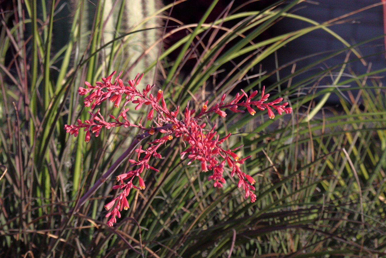 Red Yucca