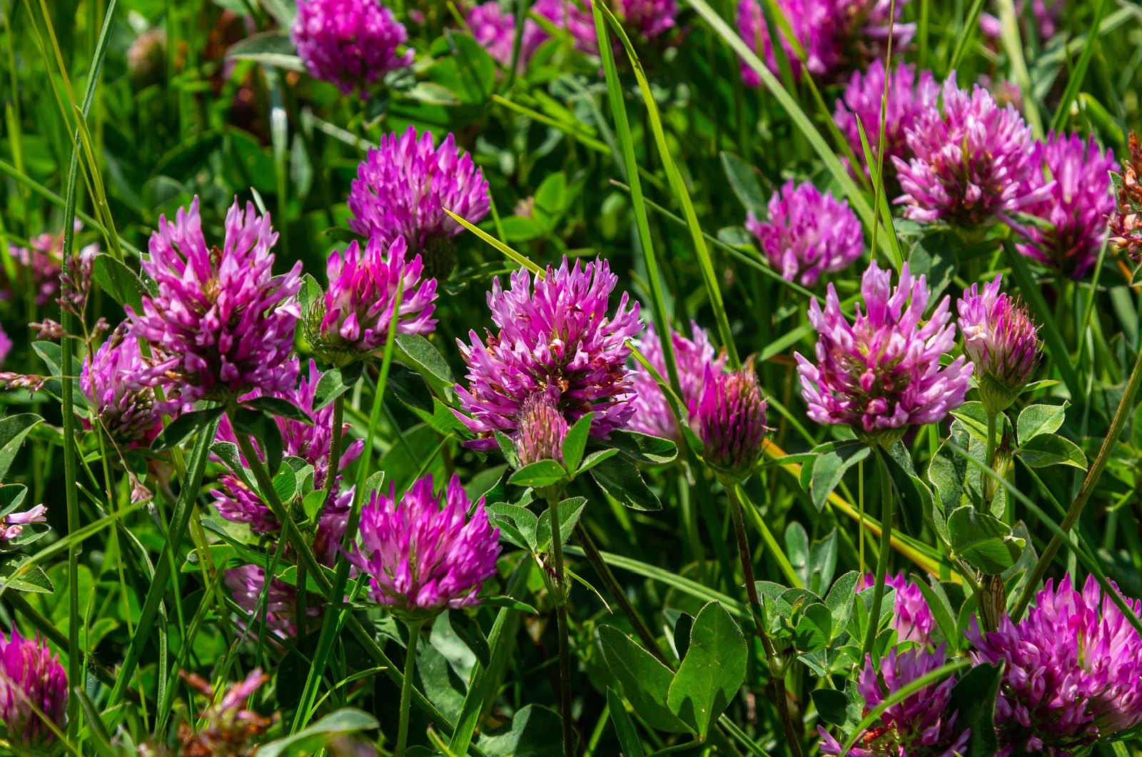 Red clover