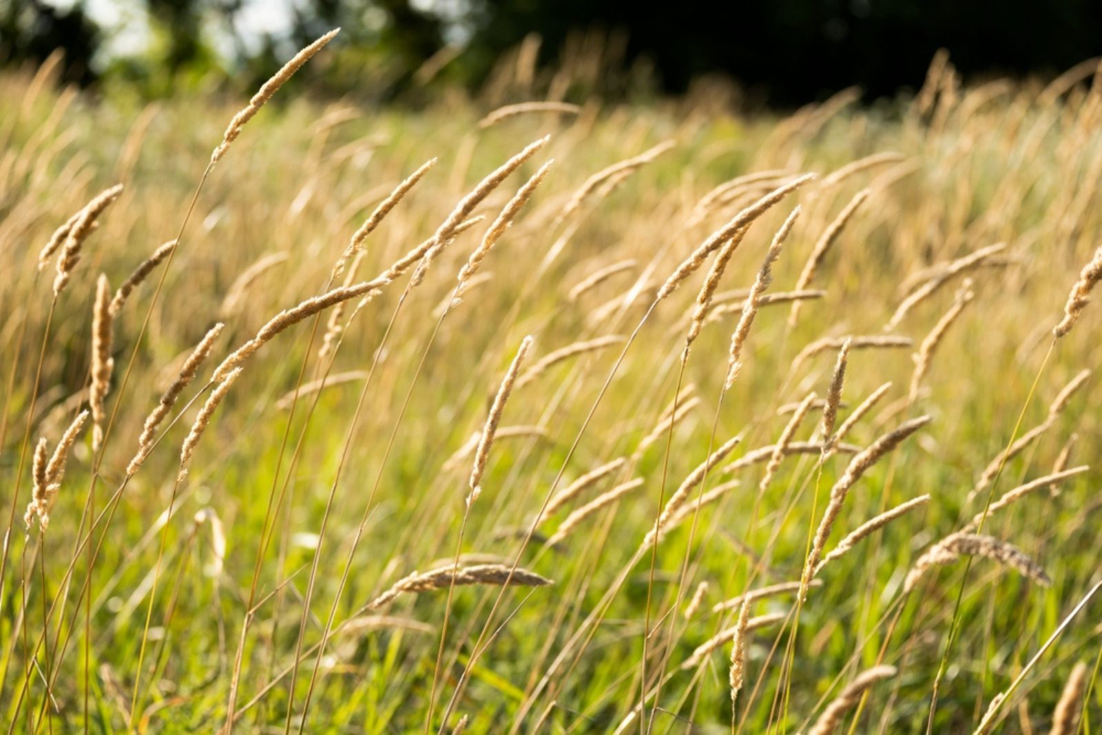 Reed Canary Grass