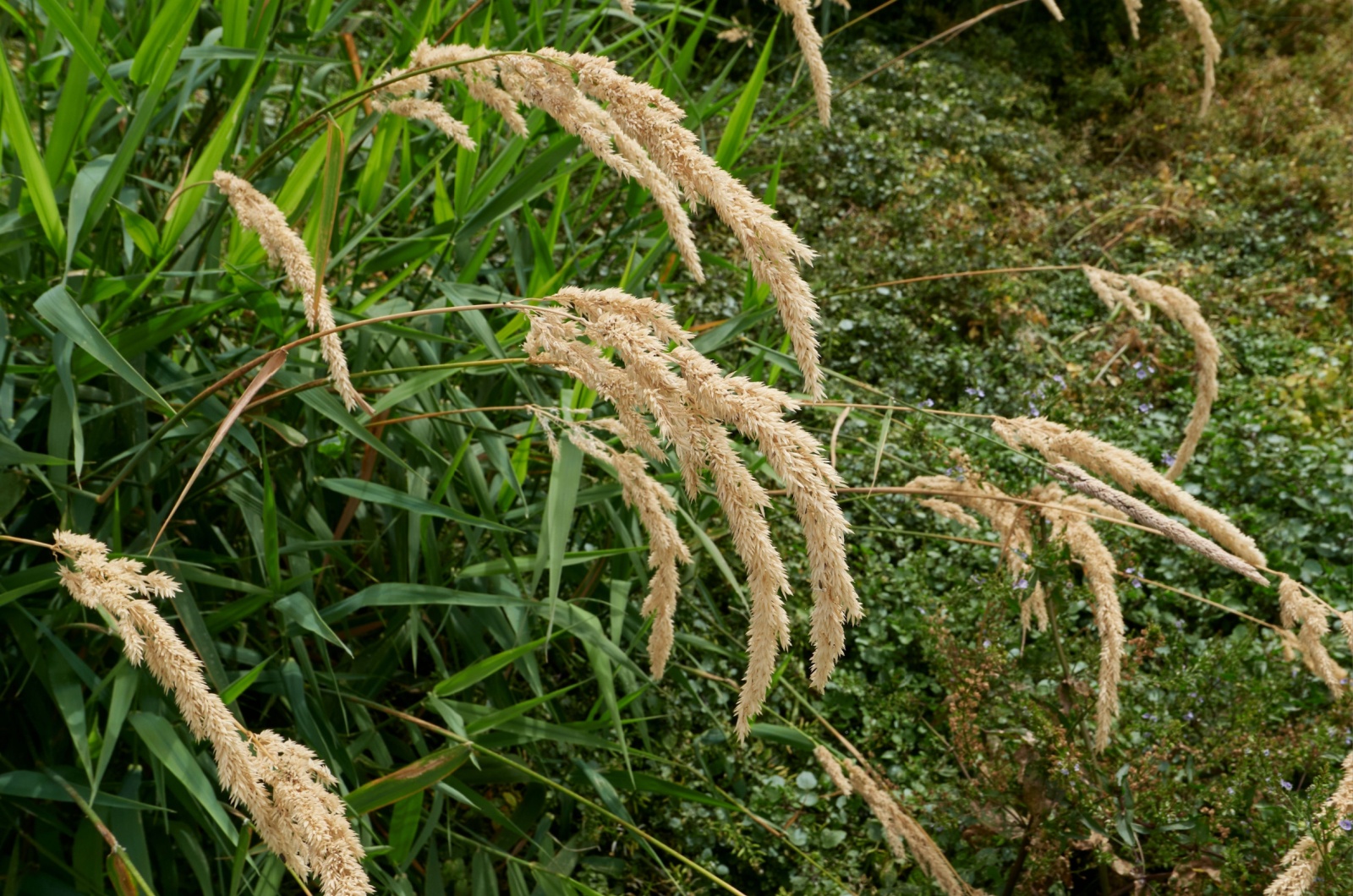 Reed Canary Grass