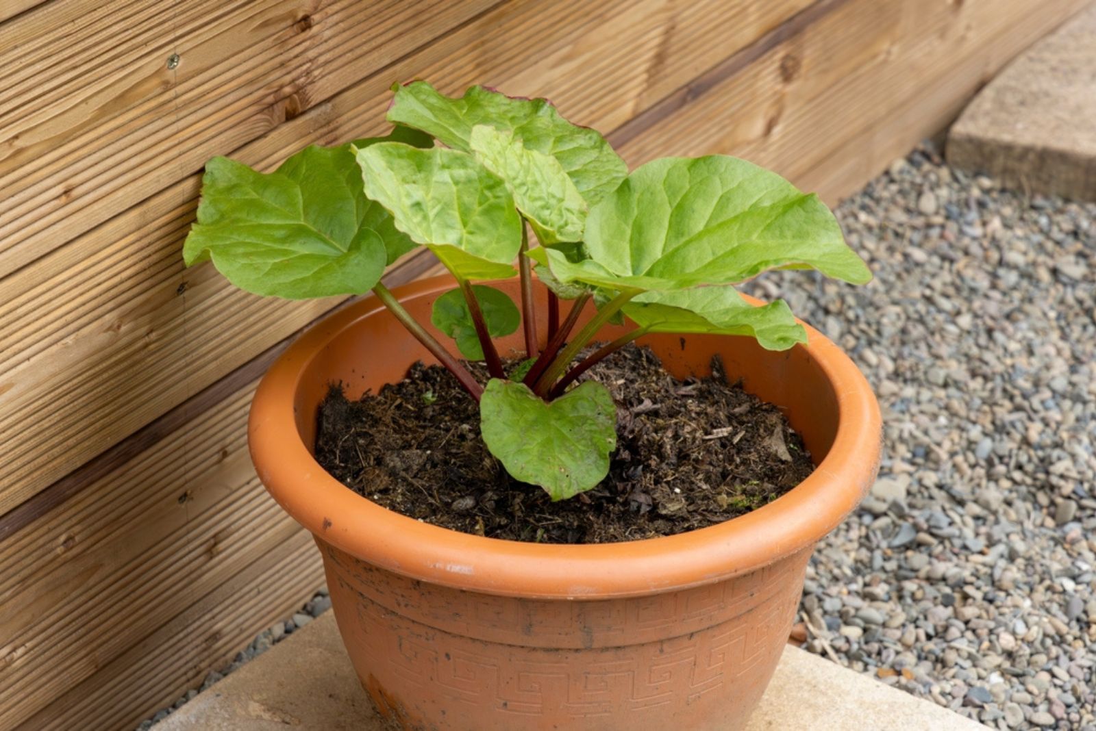 Rhubarb in pot