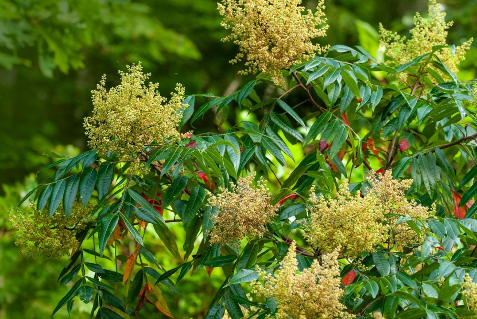 Rhus copallinum