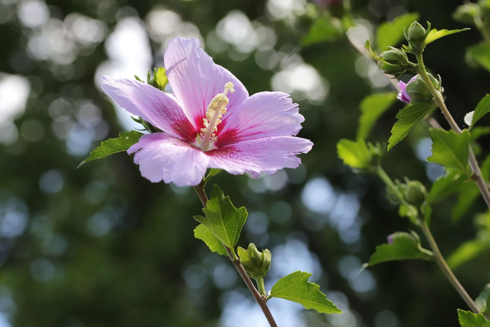 Rose Of Sharon