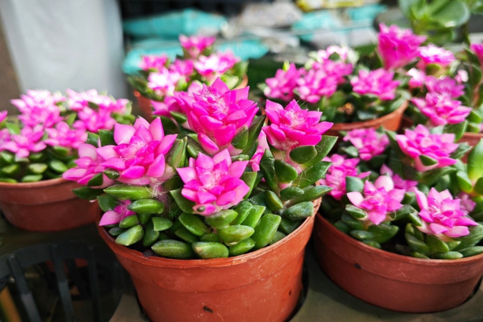 Rosette-Shaped Pink Echeveria