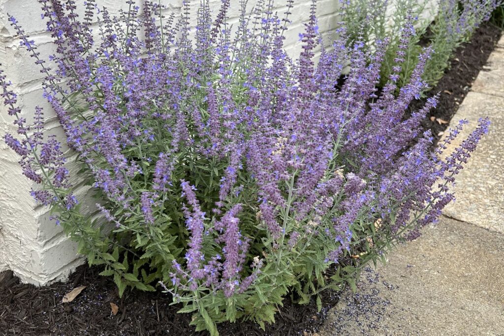 Russian Sage