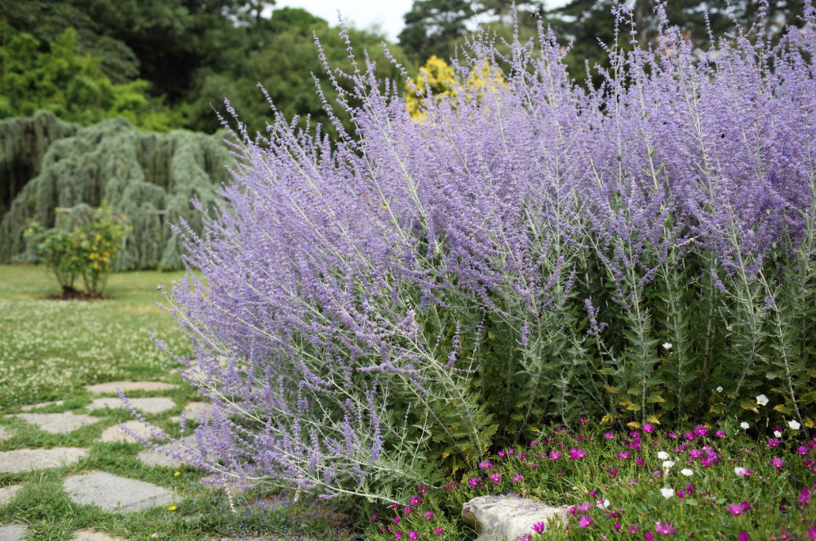 russian sage