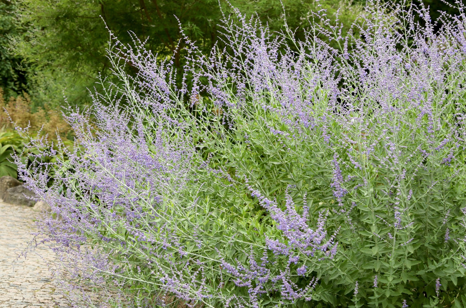 Russian Sage