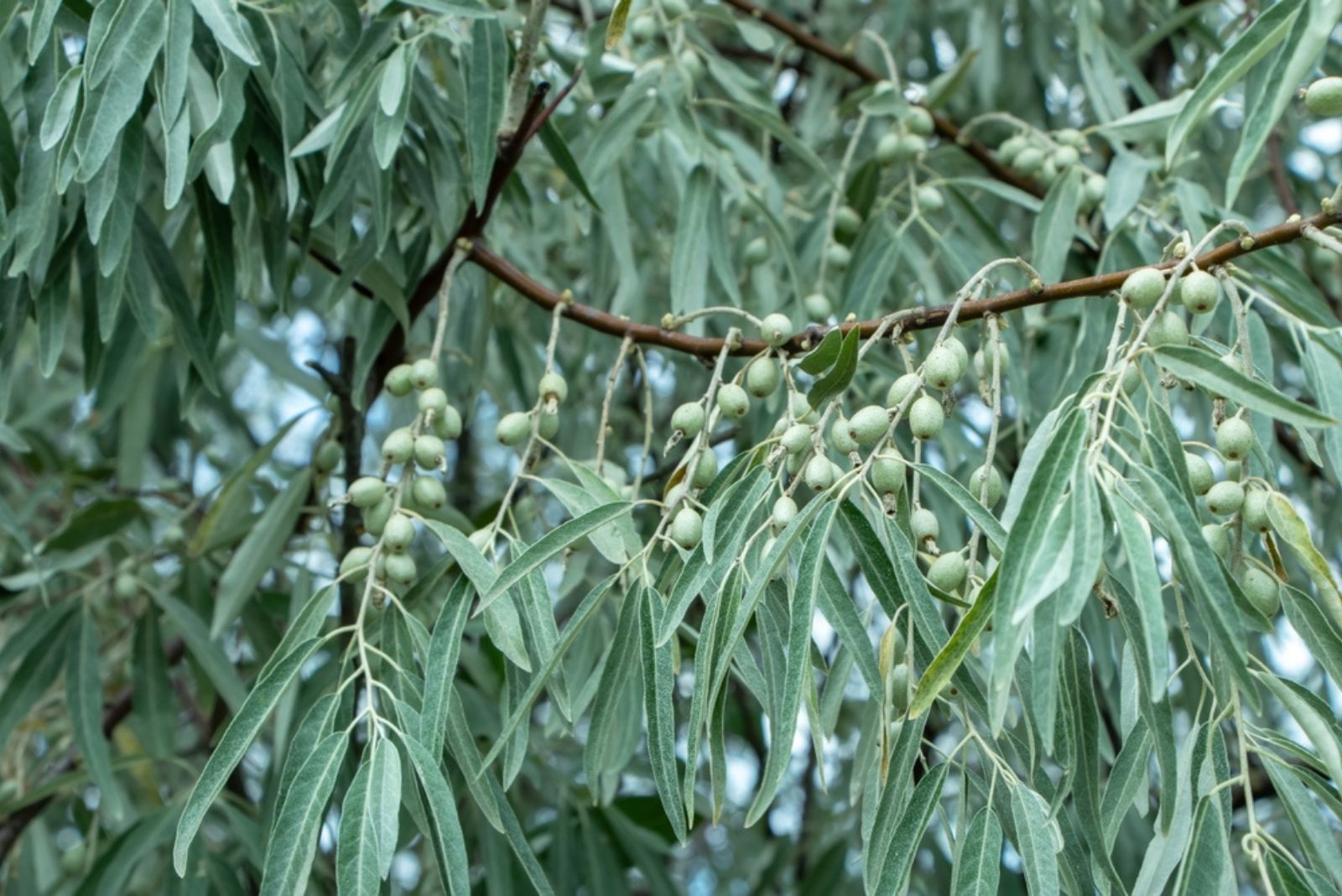 Russian olive