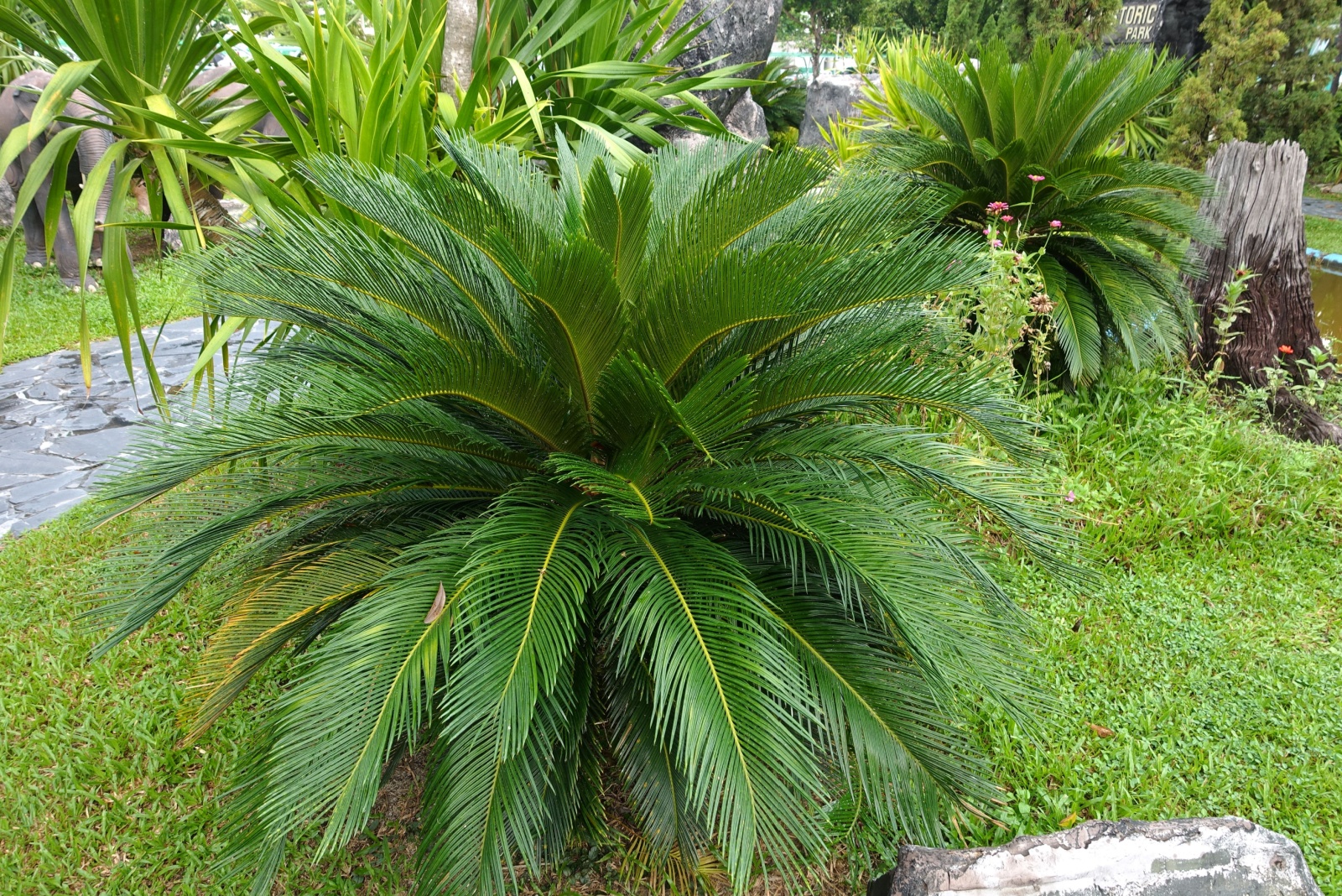 Sago Palm