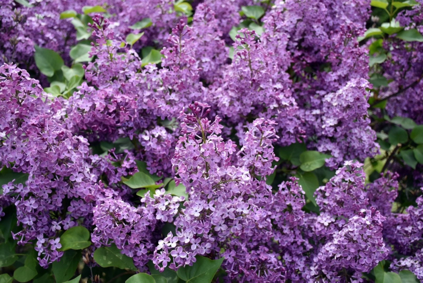 Scented Dwarf Korean Lilac