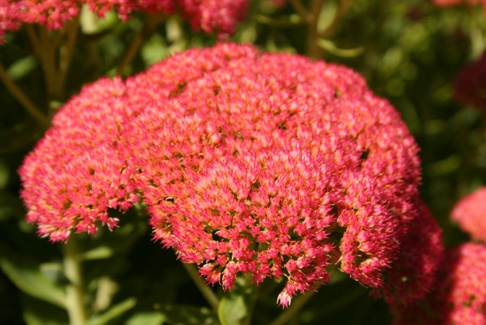 Sedum ‘Autumn Joy’