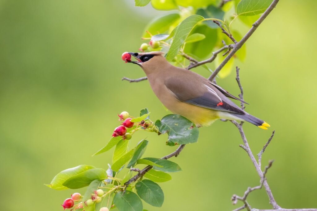 Serviceberries