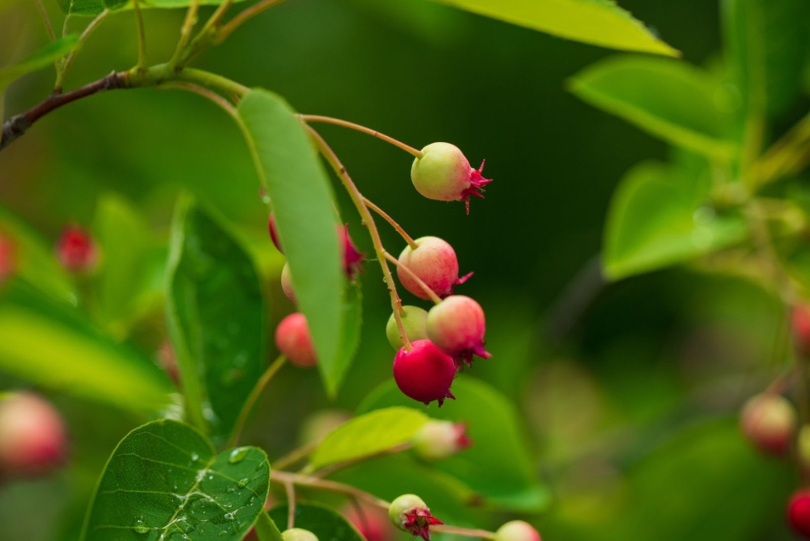 Serviceberry 