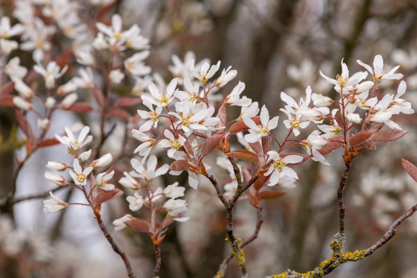 Serviceberry