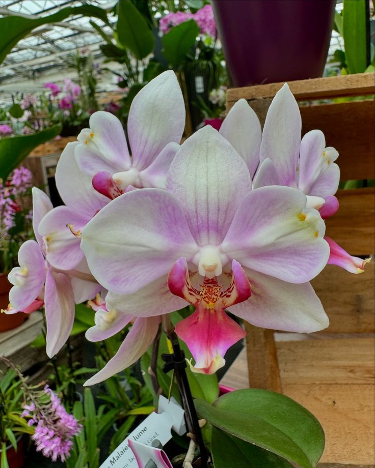 Shenzhen Nongke Orchid