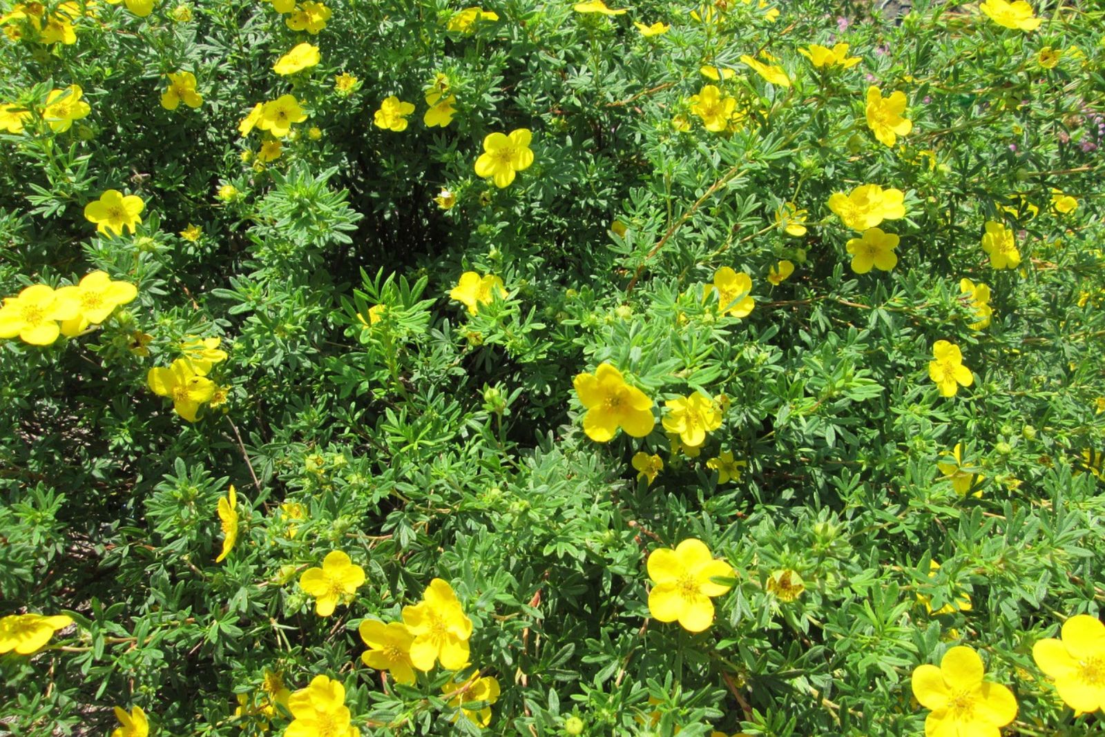 Shrubby Cinquefoil