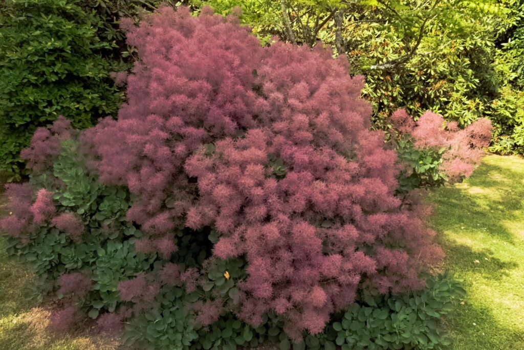 Smoke Tree