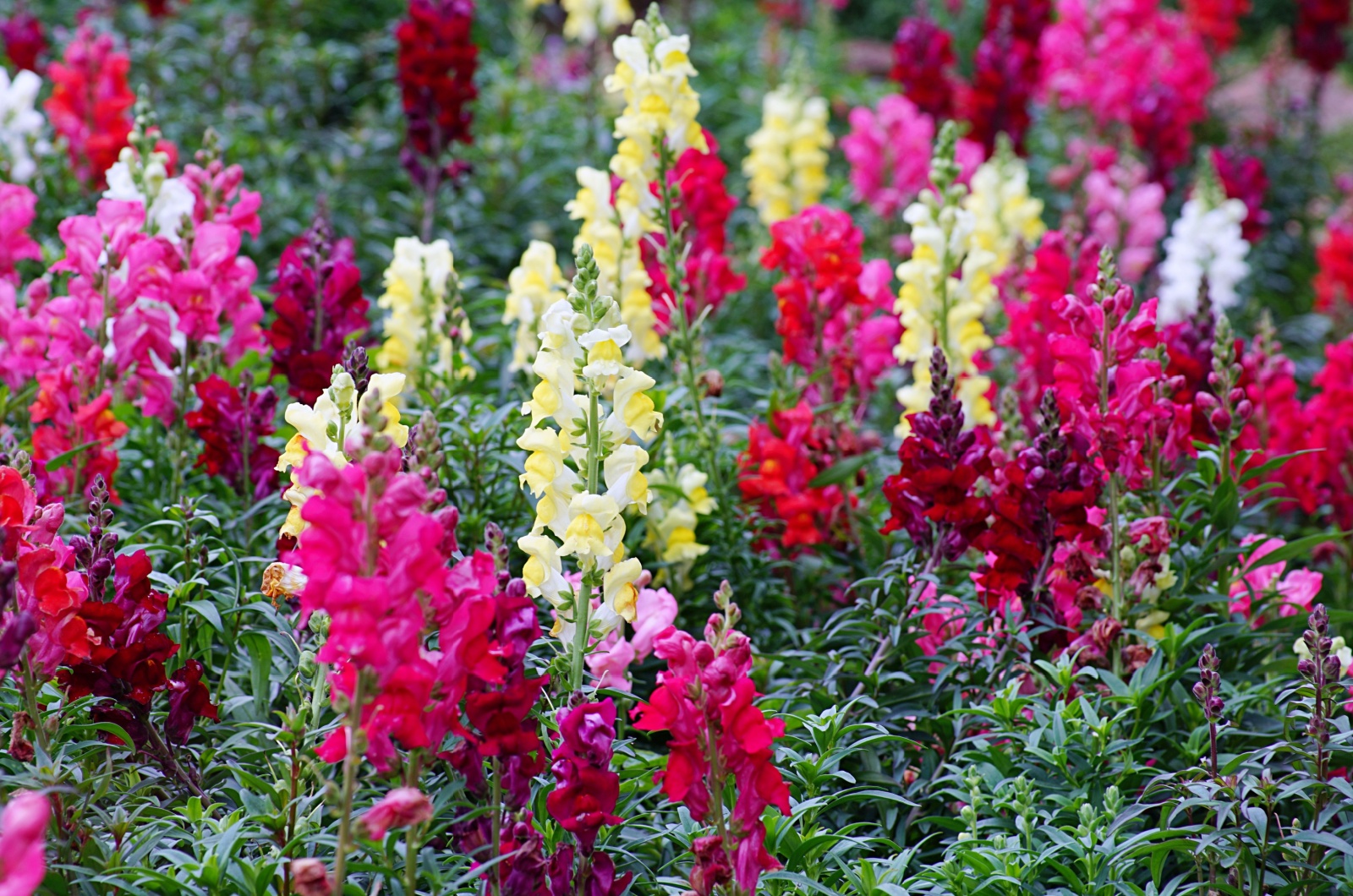 Snapdragons