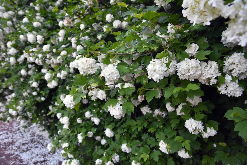 Snowball Viburnum 