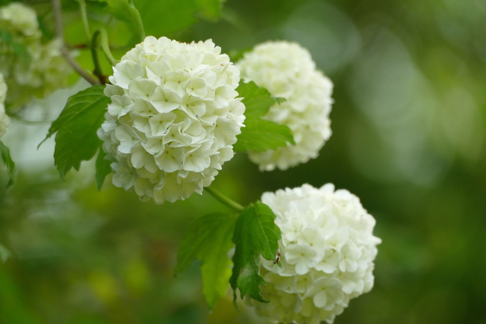 Snowball Viburnum