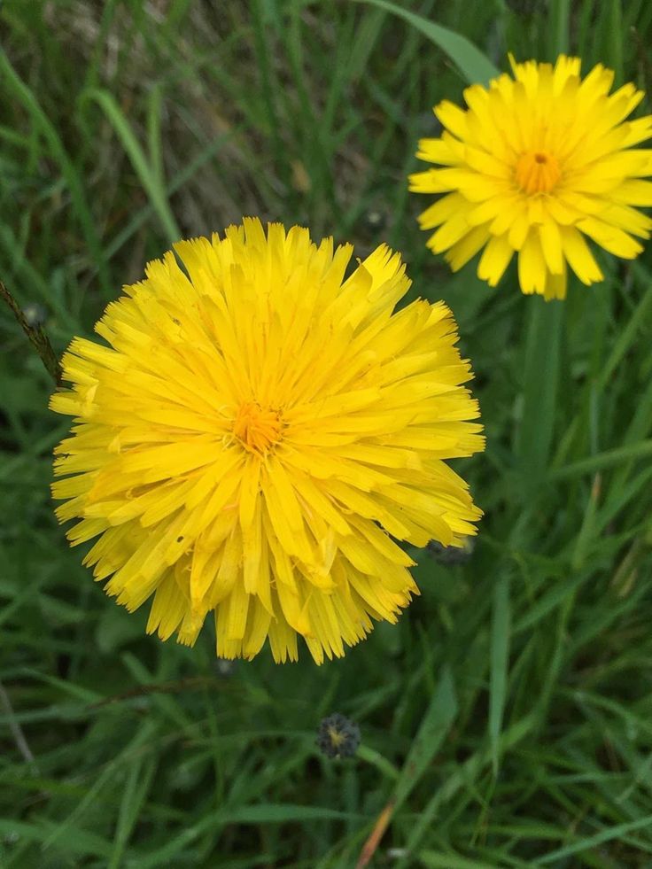 Snowdonia Hawkweed