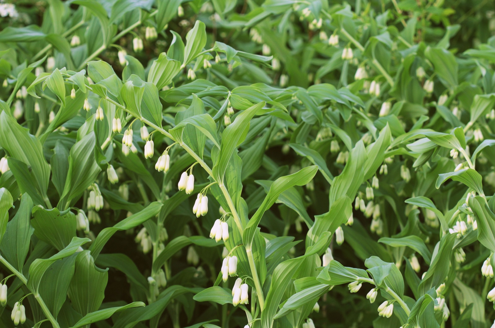 Solomon’s Seal 