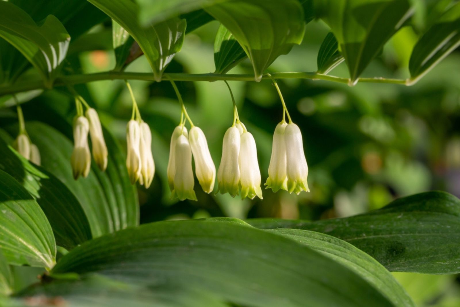 Solomon’s Seal