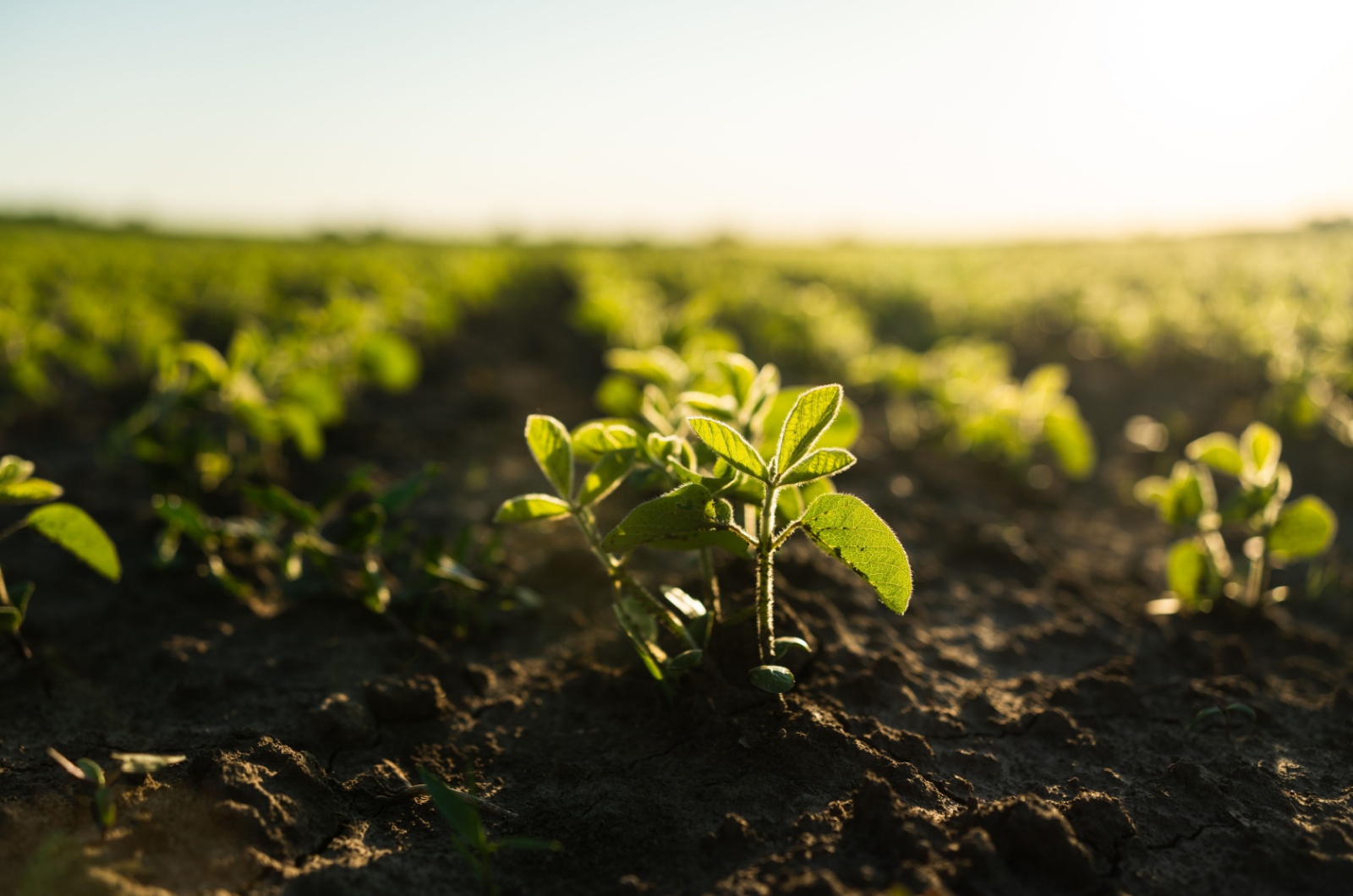 Soybeans