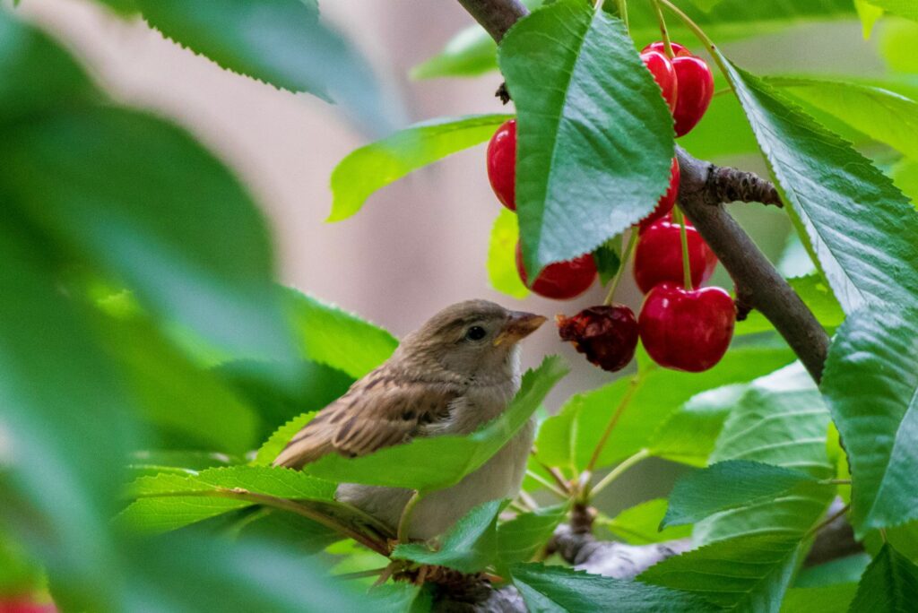 Sparrow on the tree in summer time, small birds outside