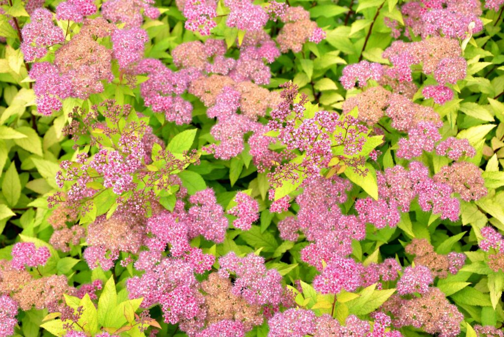 Spiraea