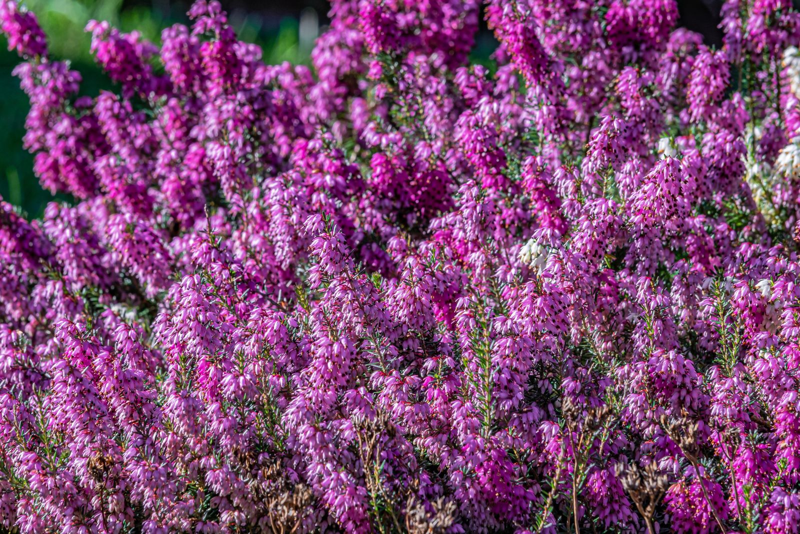 Spiraea Japonica 