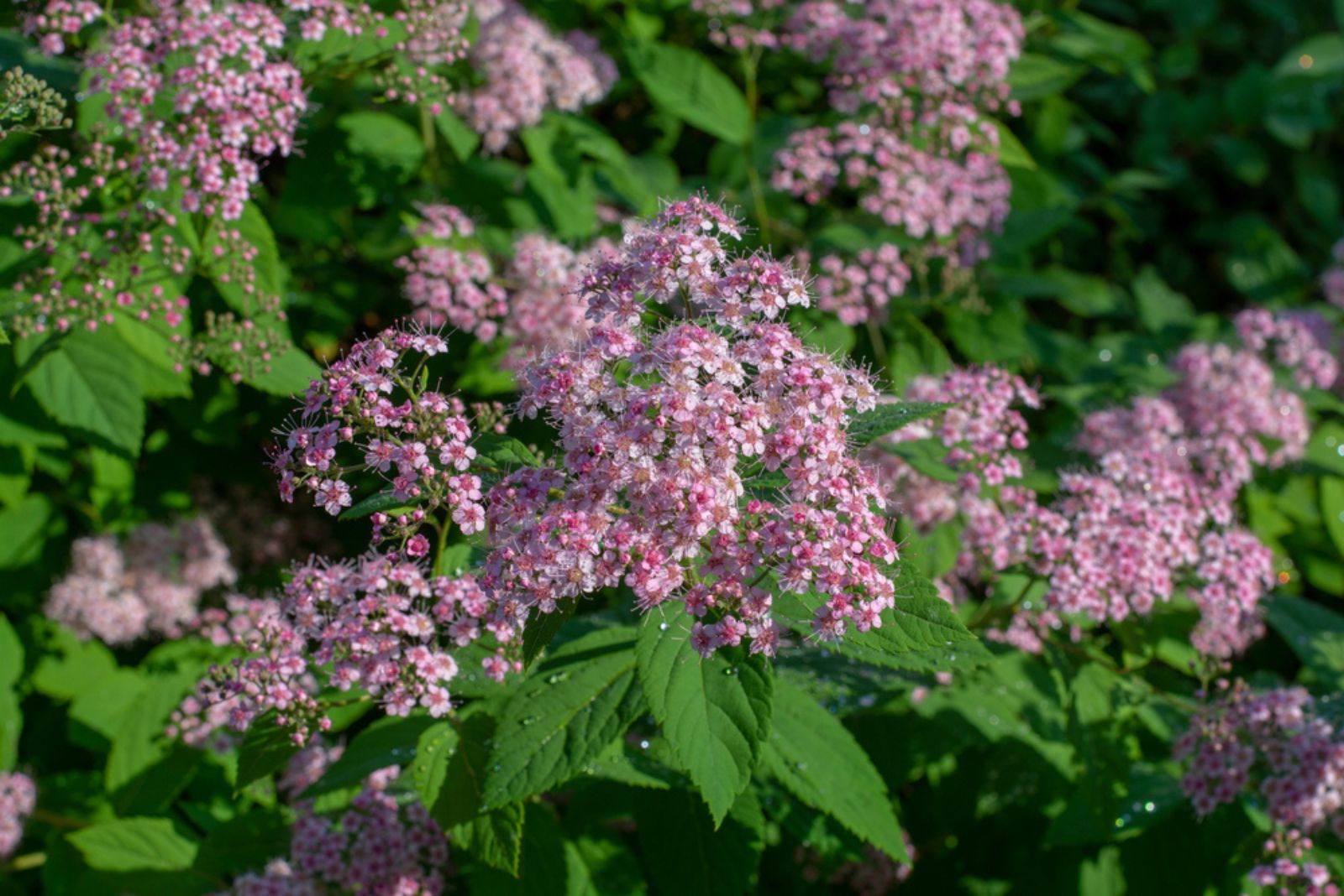 Spirea ‘Little Princess