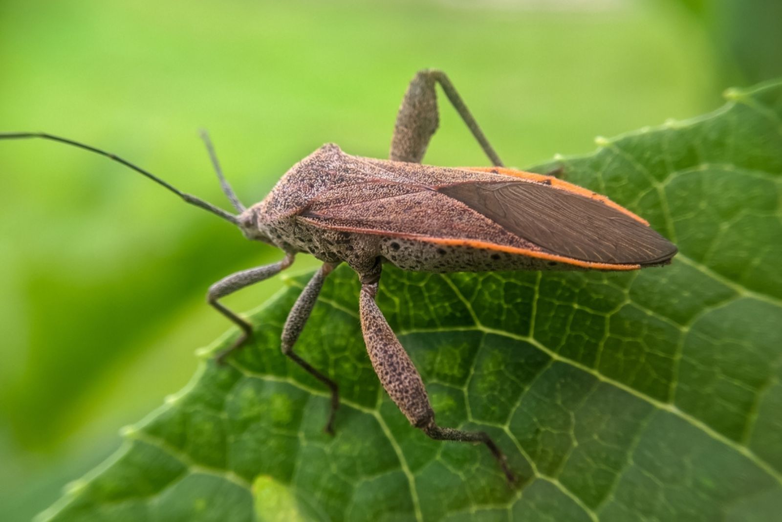 Squash Bug