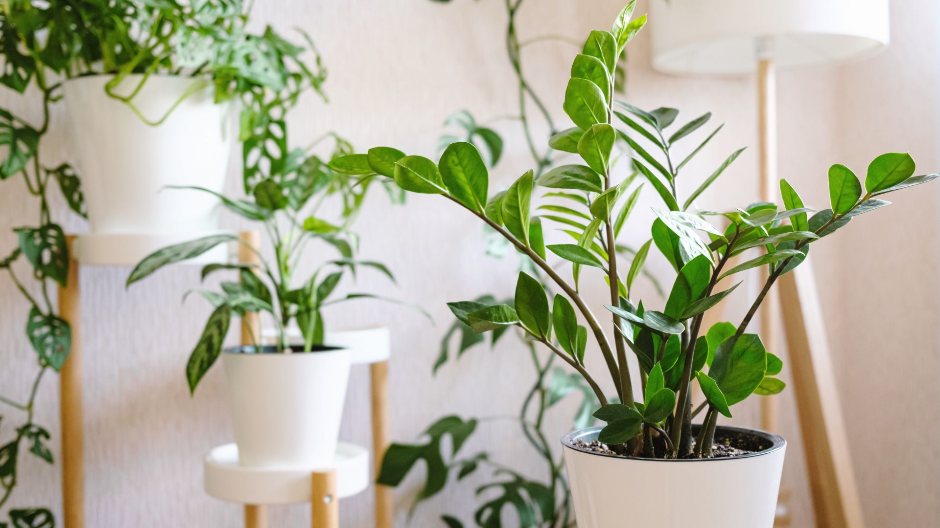 modern plant stand