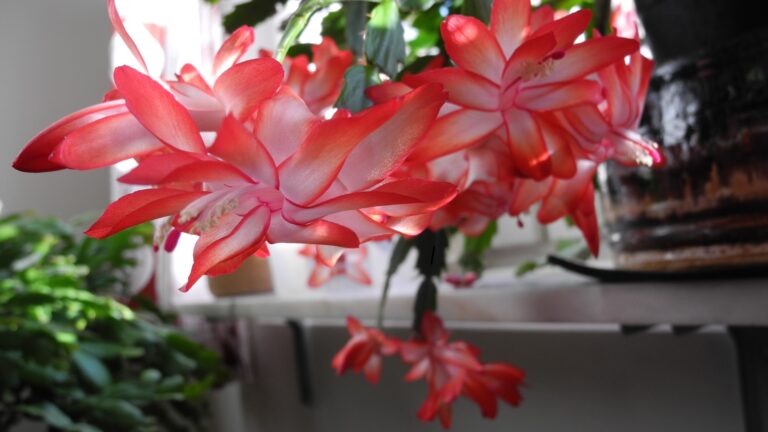 when to stop watering a christmas cactus