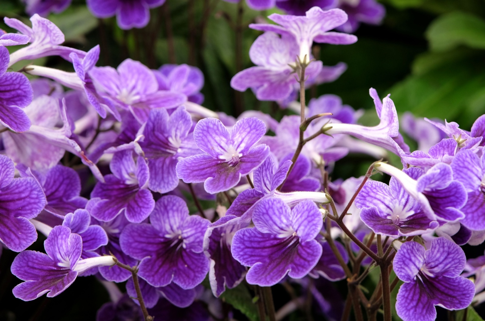 Streptocarpus