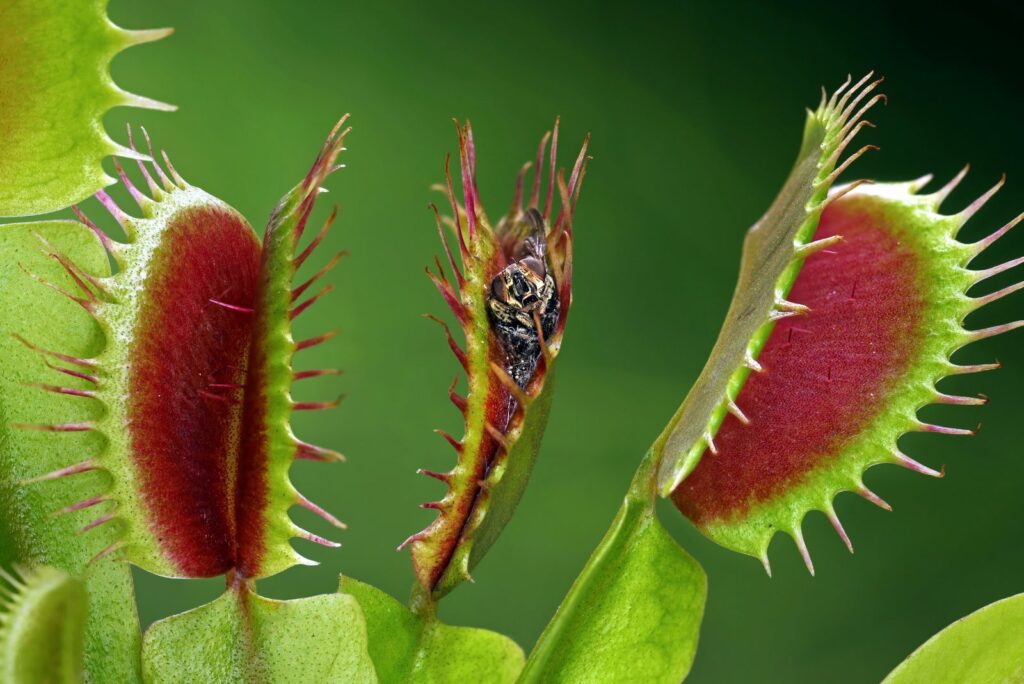 Sundew