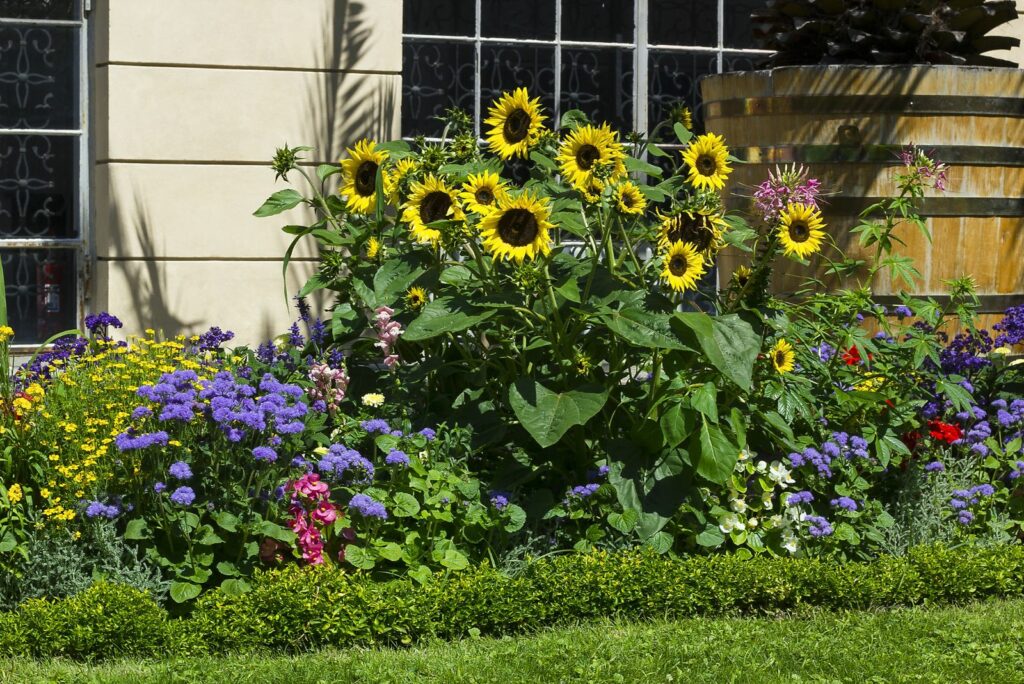 Sunflowers