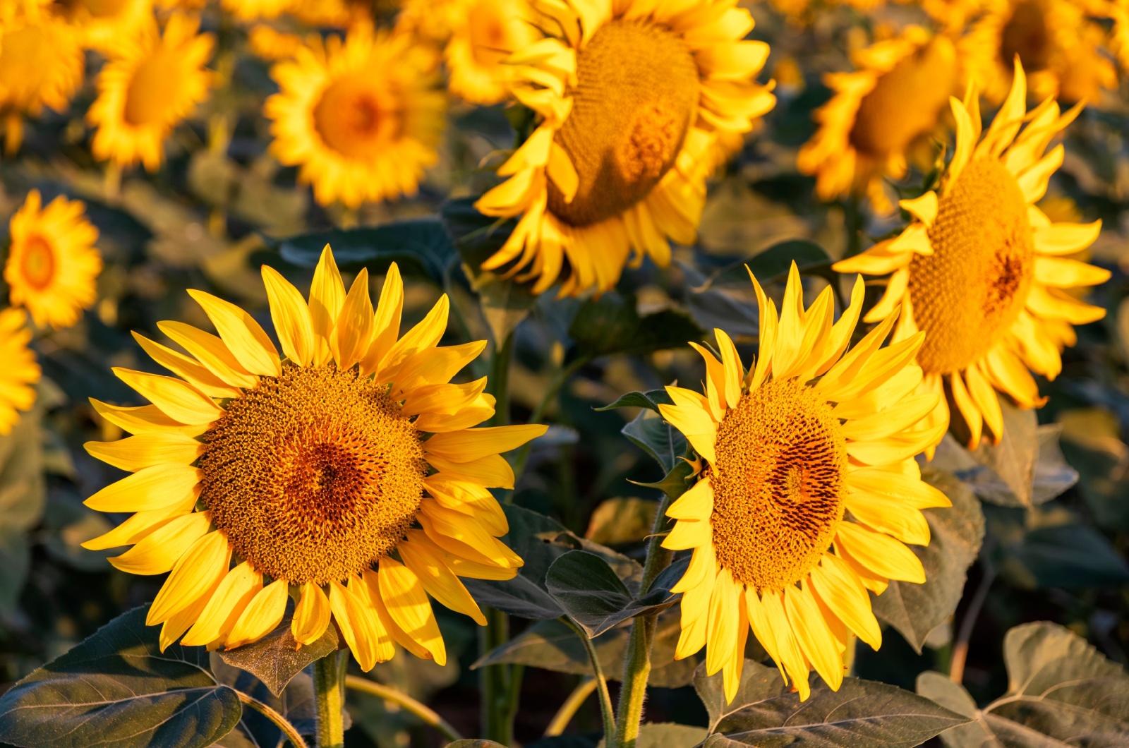 Sunflowers