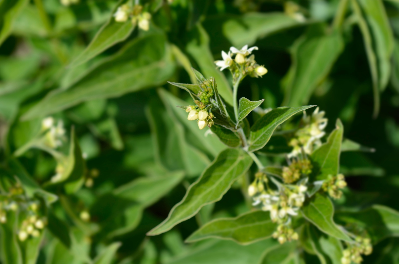 Swallow-Wort