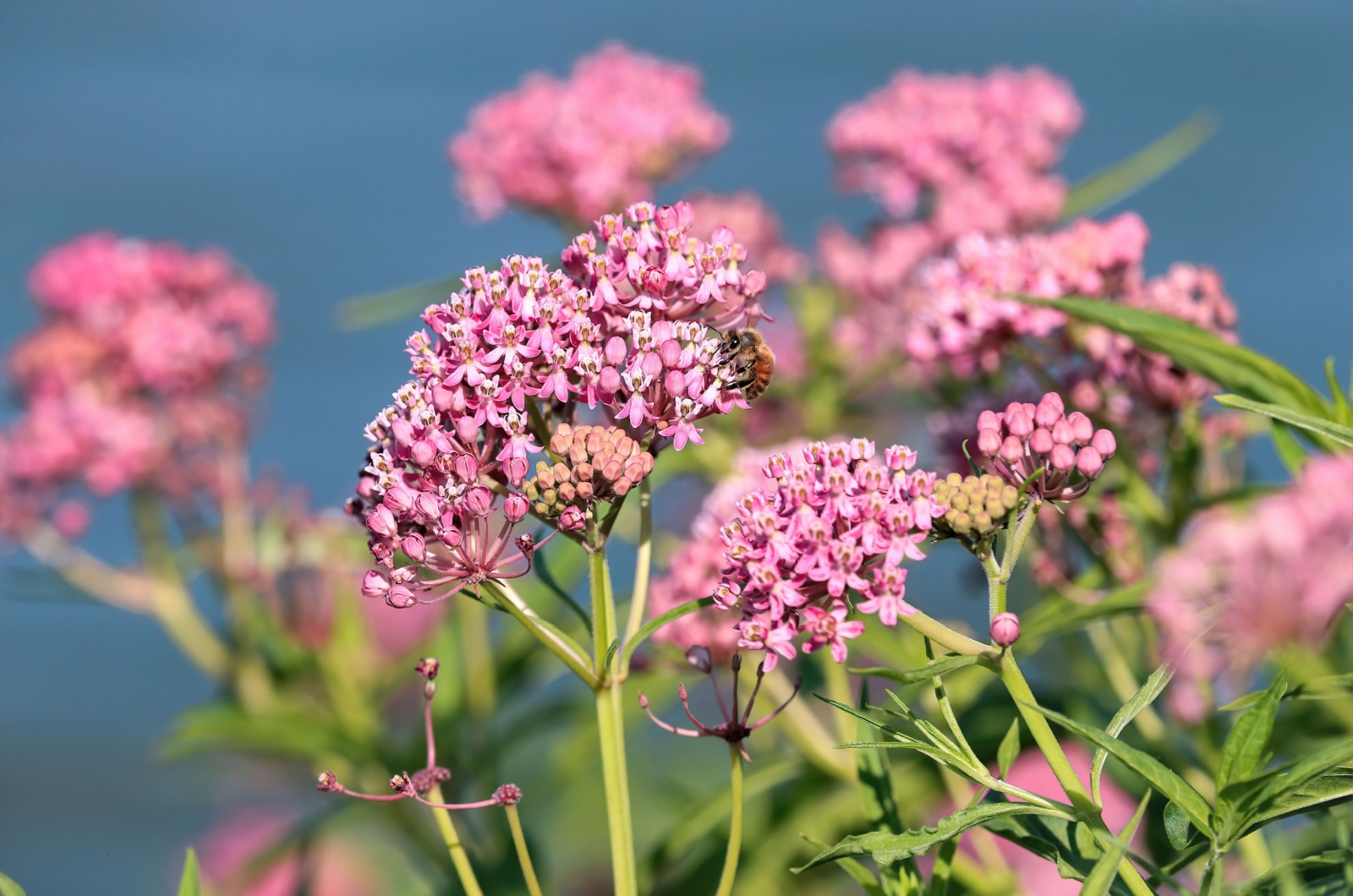 Swamp Milkweed