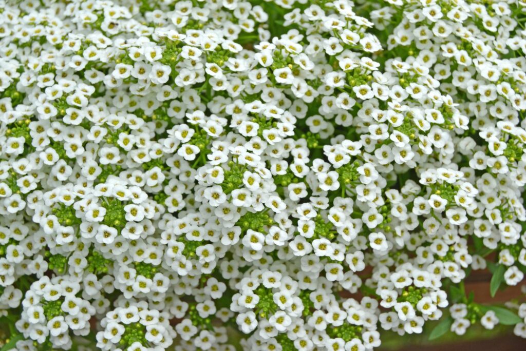 Sweet Alyssum